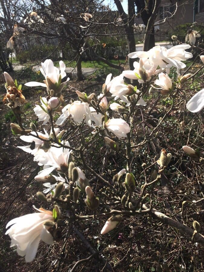Magnolia stellata 14