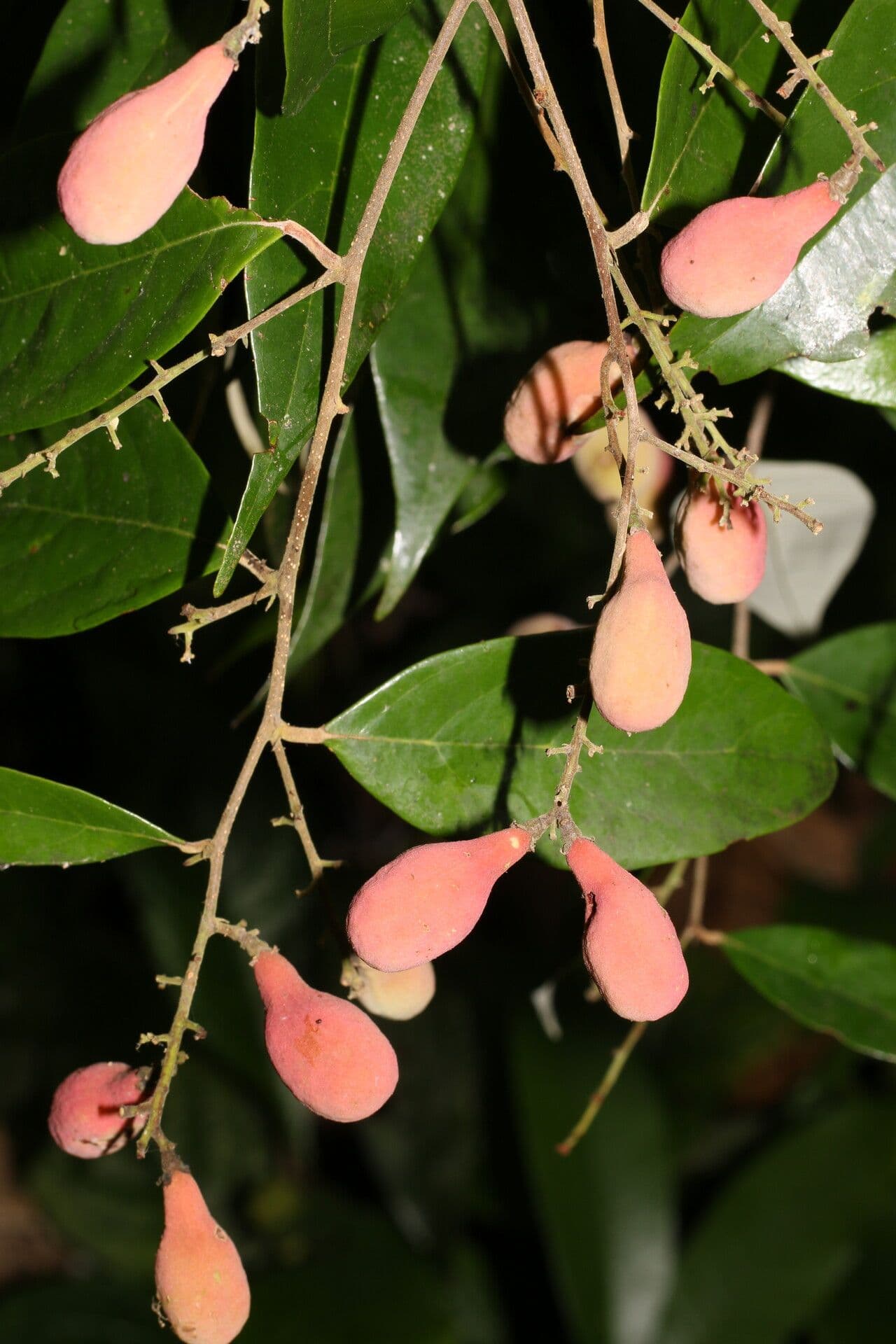Licania 4