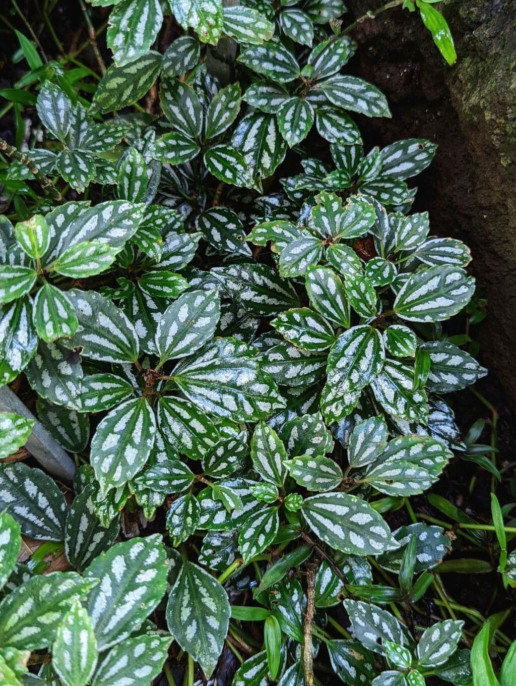 Pilea 8