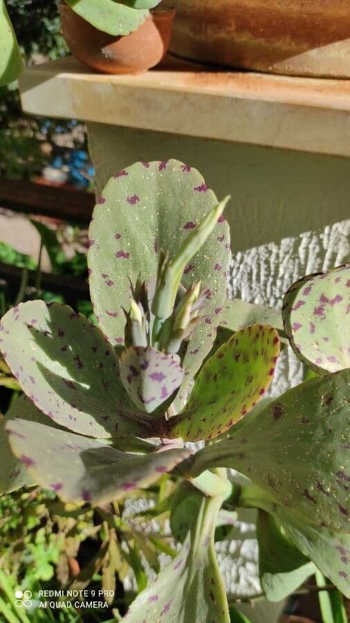 Kalanchoe 6