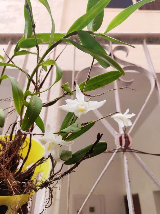 Orchidea colombina 4