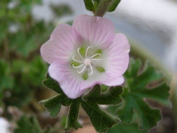 Sidalcea