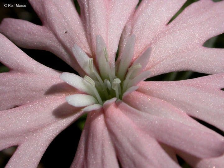 Silene di Hooker