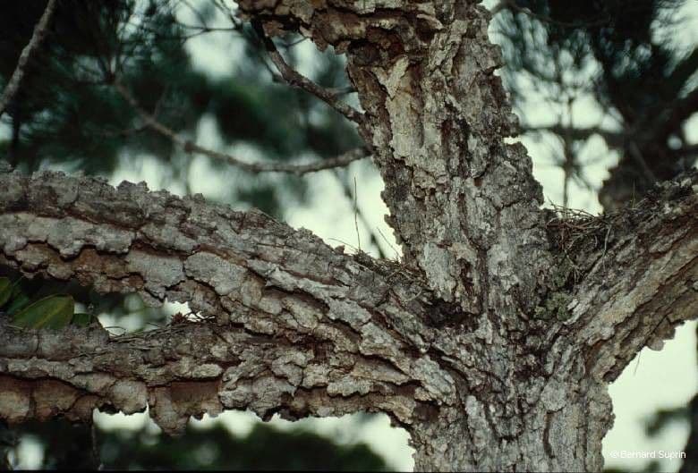 Gymnostoma 13