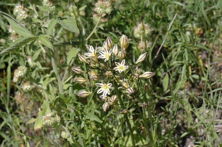 Triteleia di Henderson 7