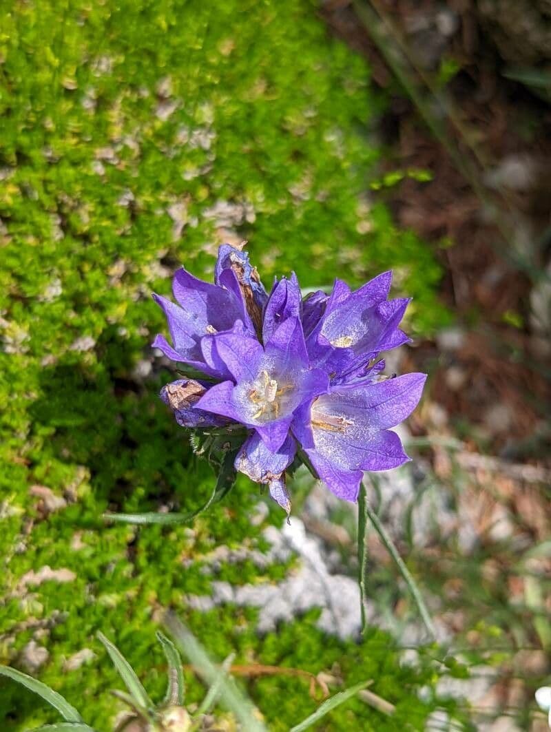 Edraianthus 3