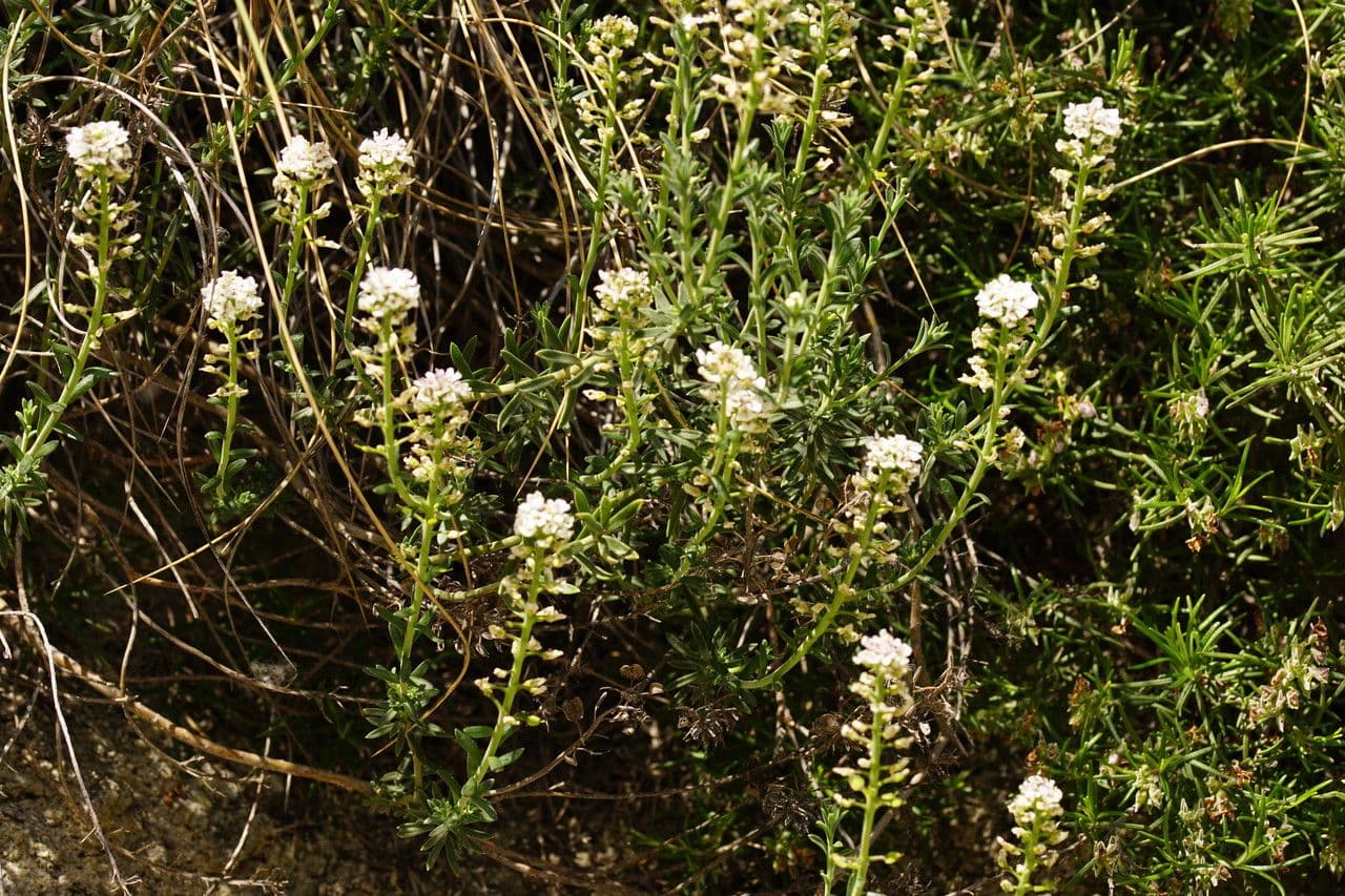 Iberka 22