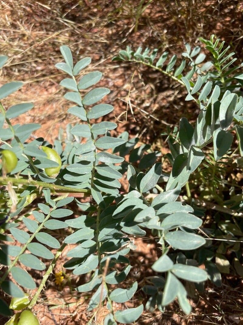 Astragalo del Missouri 7