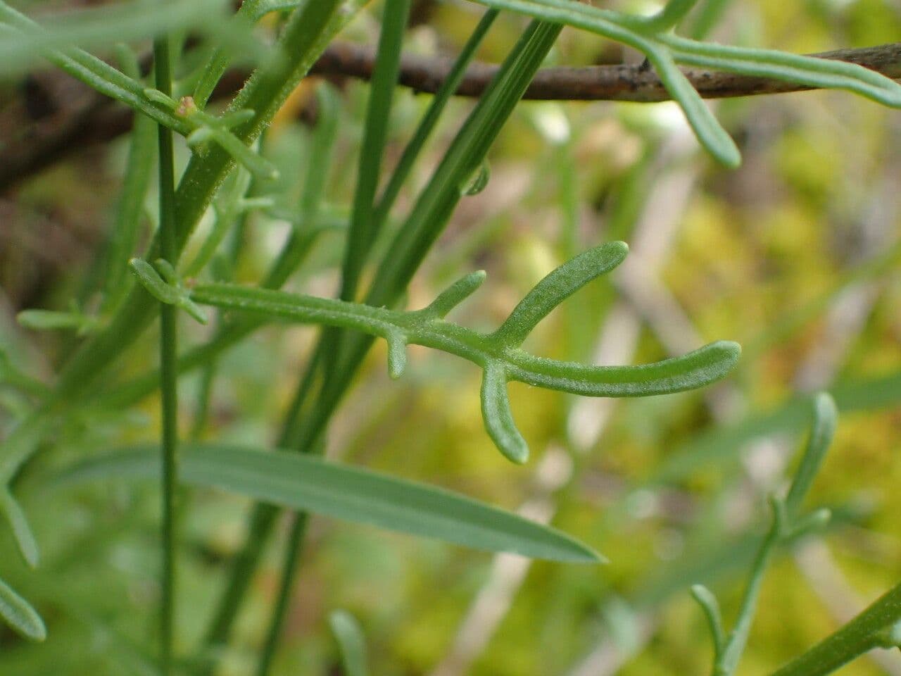 Iberis pinnata 18
