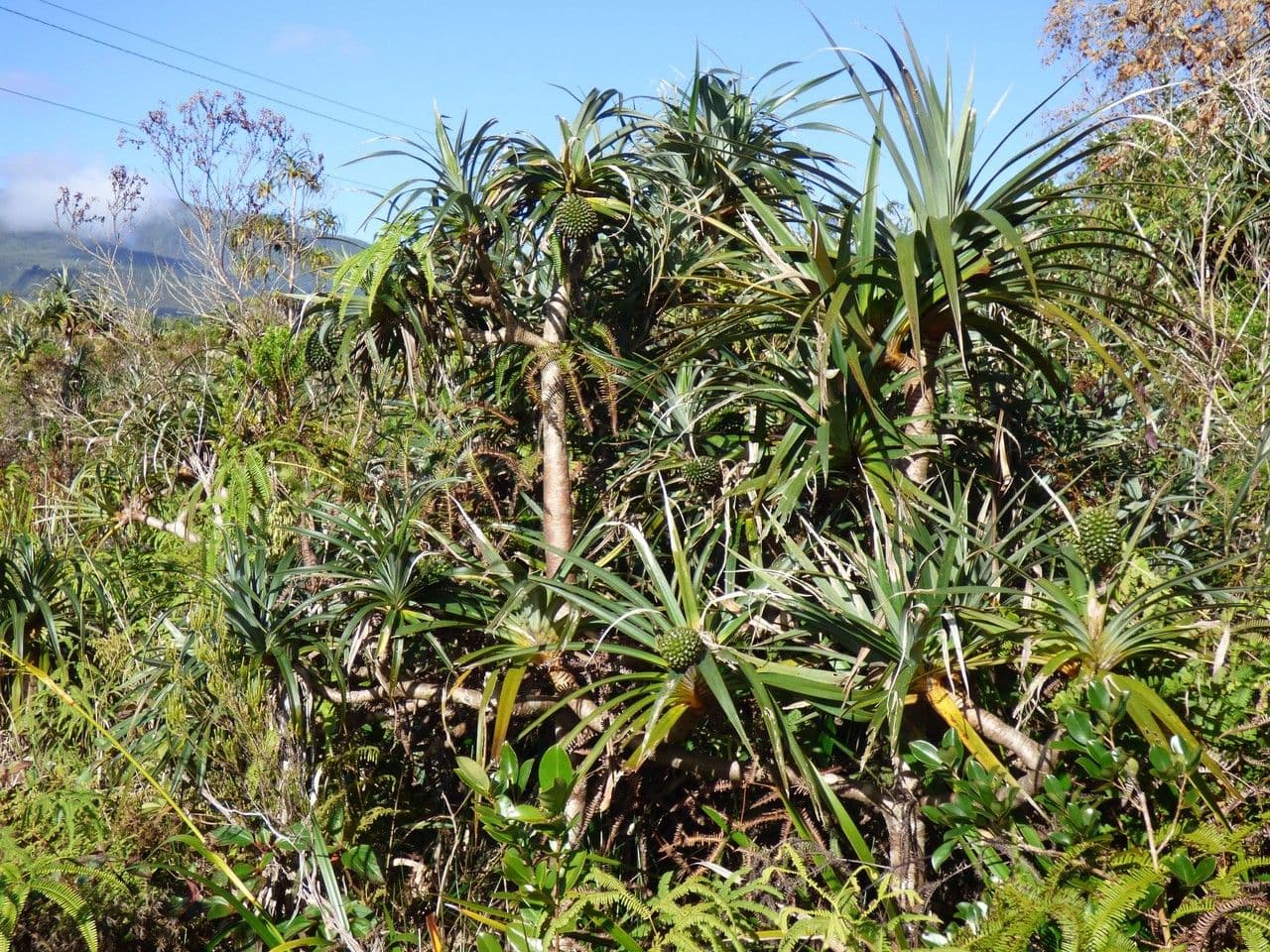 Pandanus 8