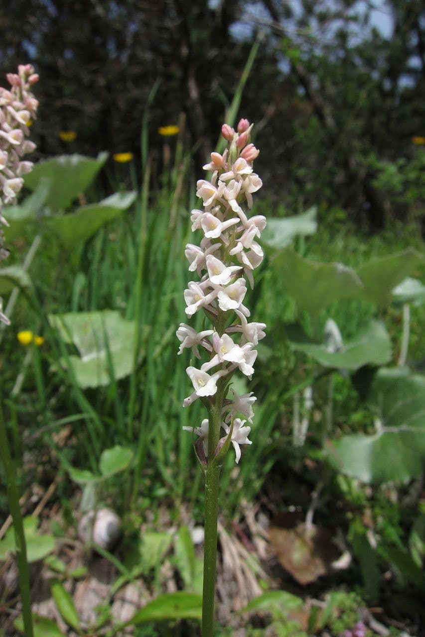 Manina profumata 3