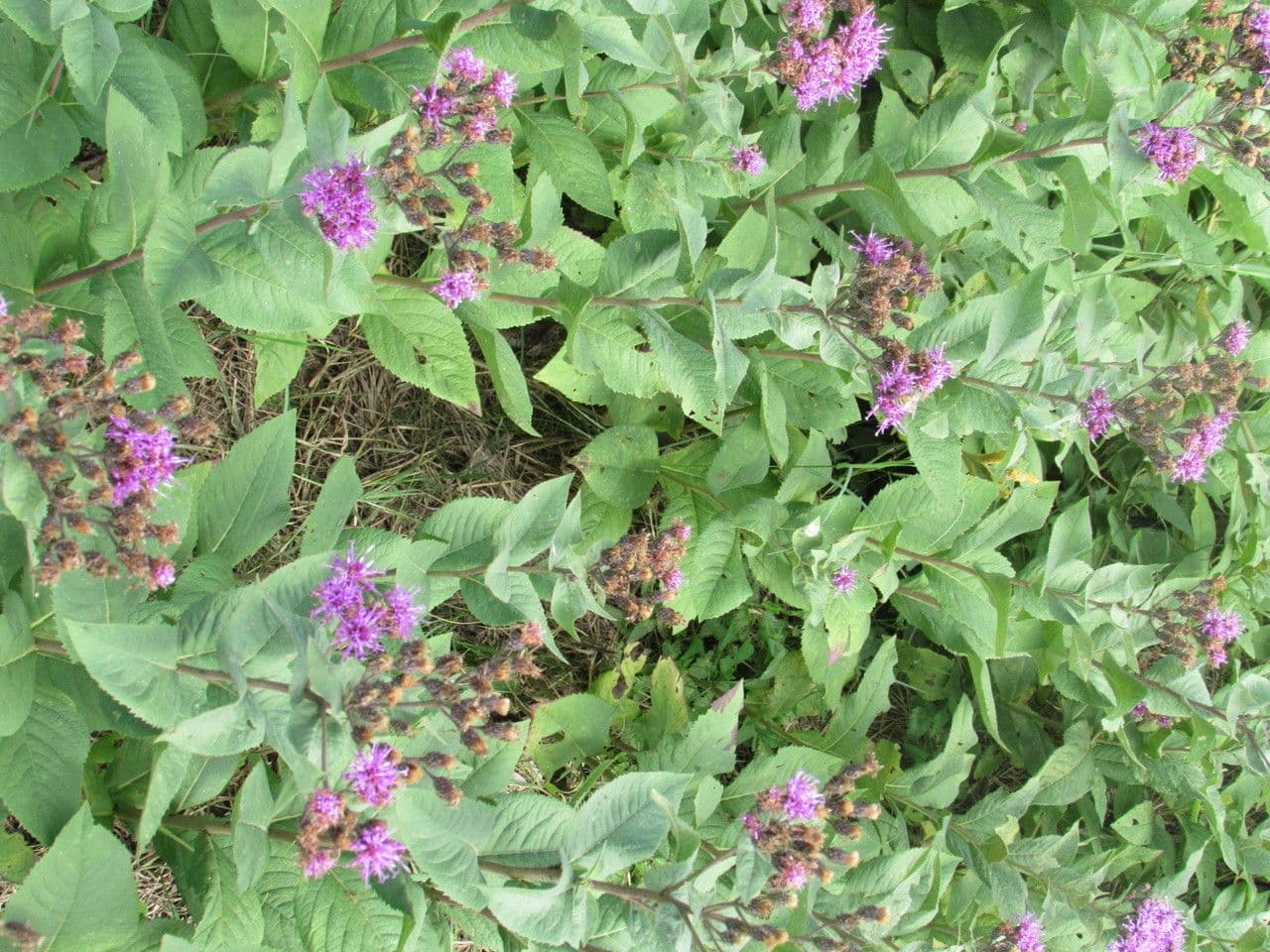 Vernonia di Baldwin 9