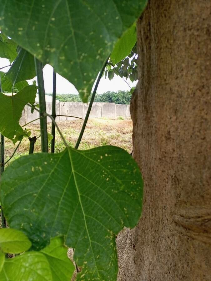 Gmelina arborea 25