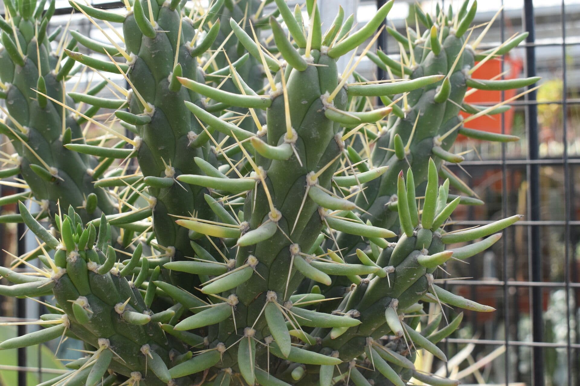 Cactus 6