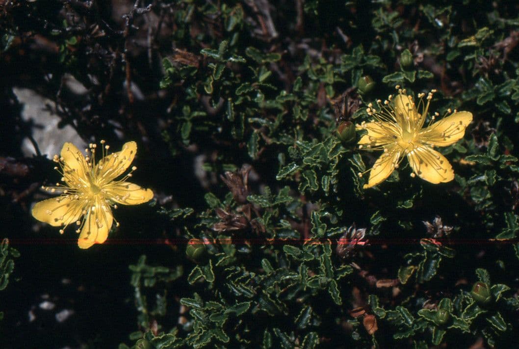 Hipérico balear 4