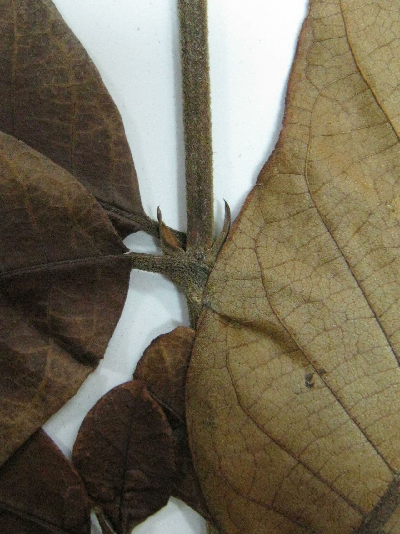 Isertia parviflora
