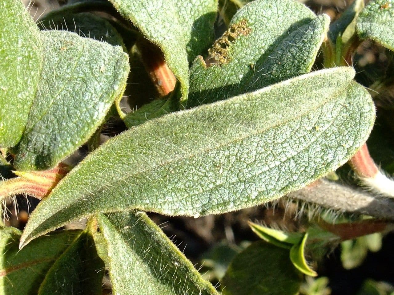 Cistus 19