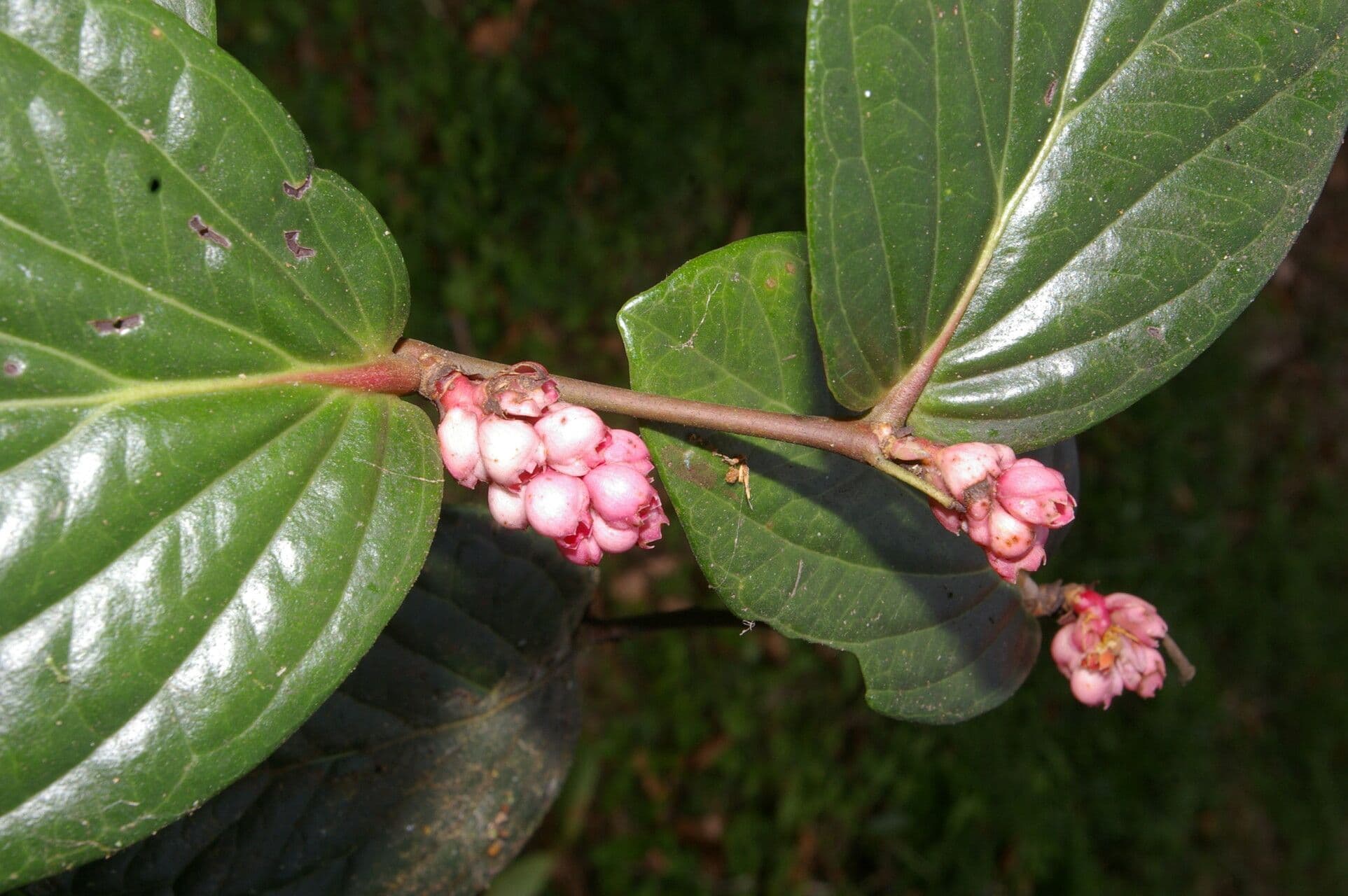 Cavendishia ascellare