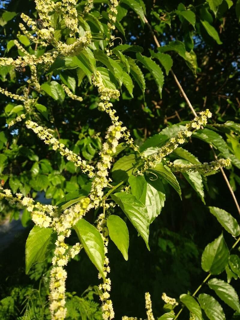 Hopfenblättrige Gouania 6