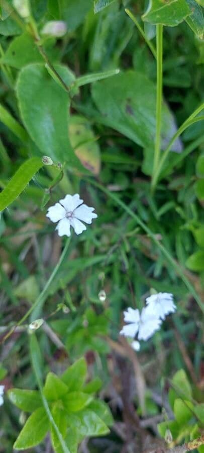 Silene 2