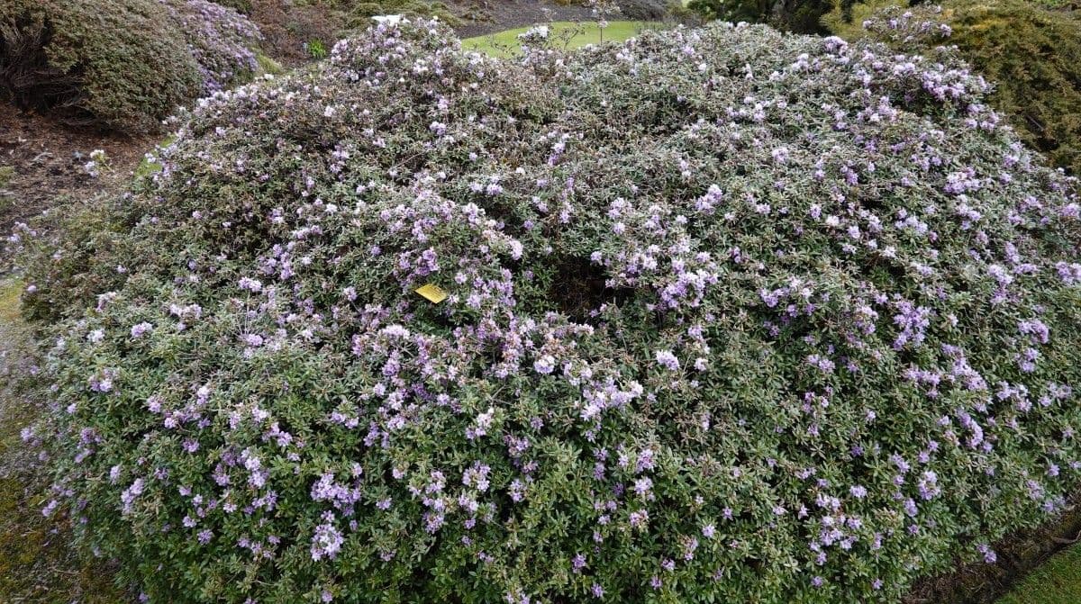 Rododendro 9