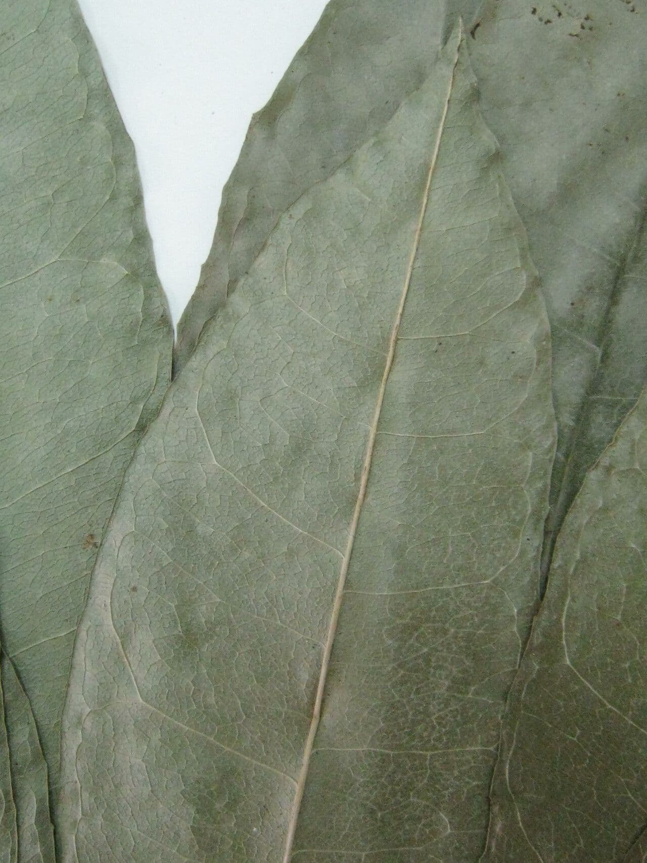 Clavija a foglie lanceolate