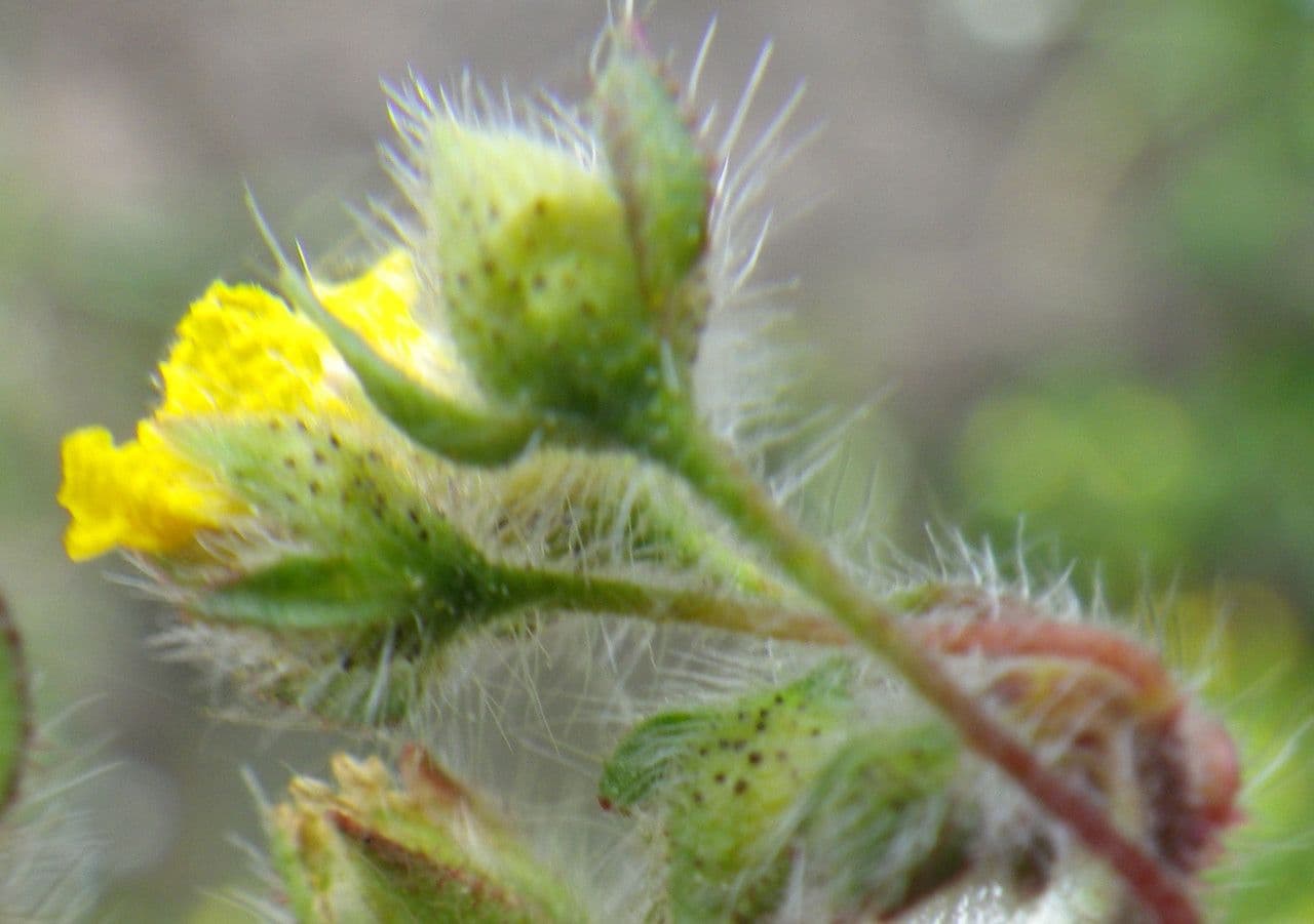 Tuberaria 5