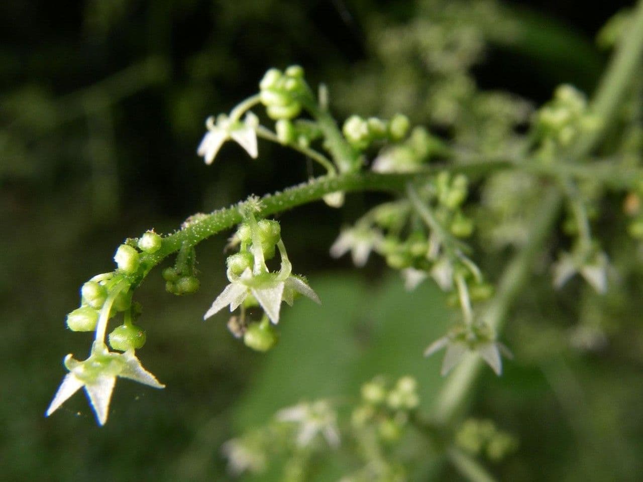 Sicydium 15