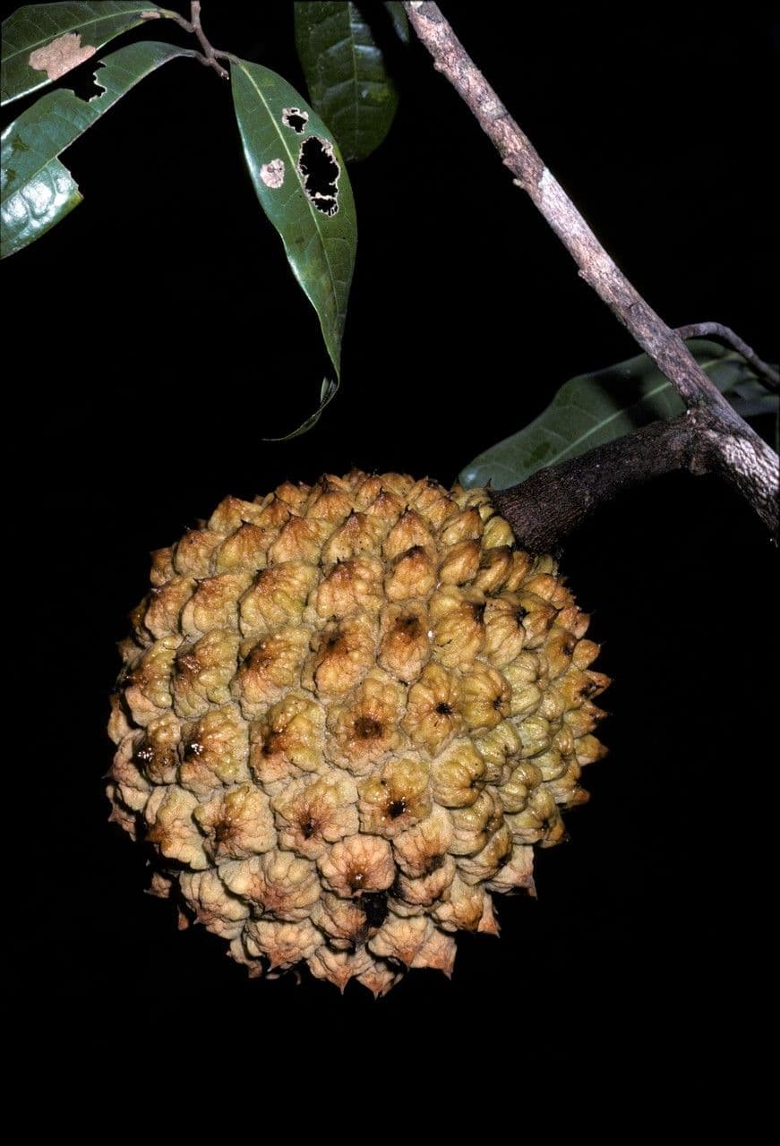 Duguetia 2