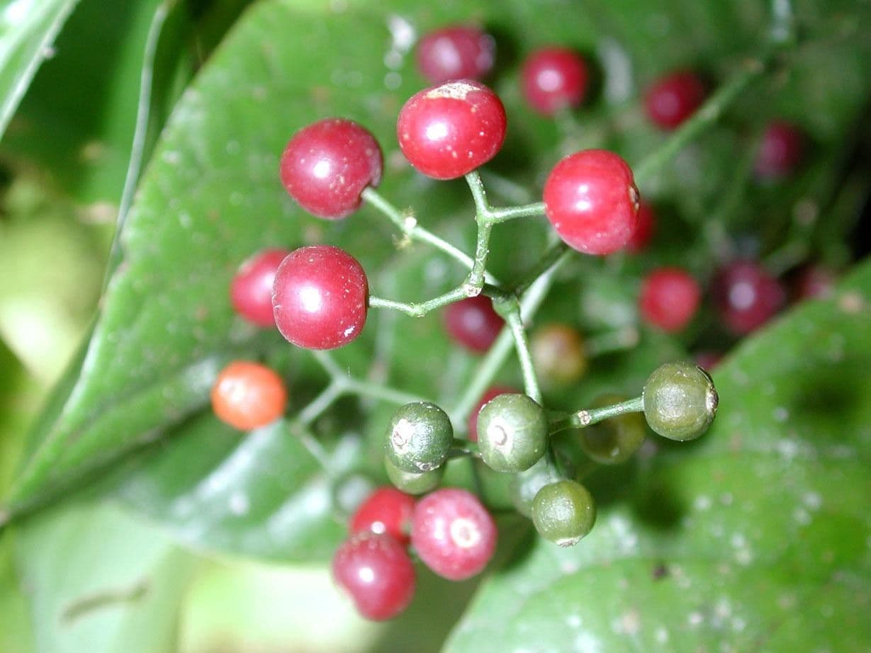 Psychotria 5