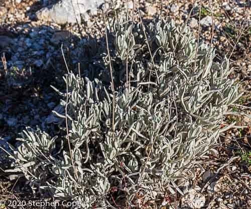 Lavanda lanata 13