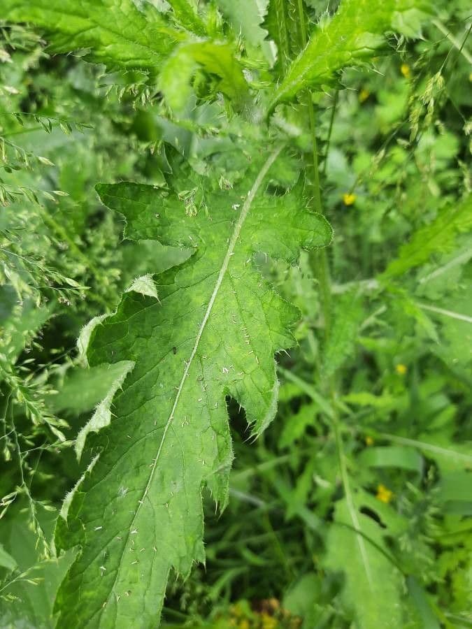 Weg-Distel 18