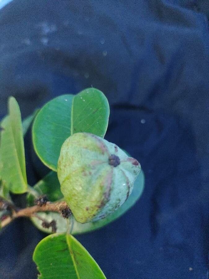 Amanoa 5