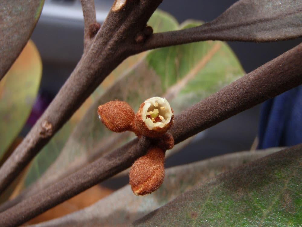 Planchonella 5