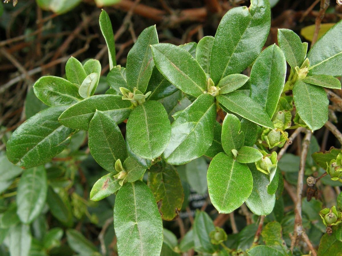 Rododendro de flor corta 9
