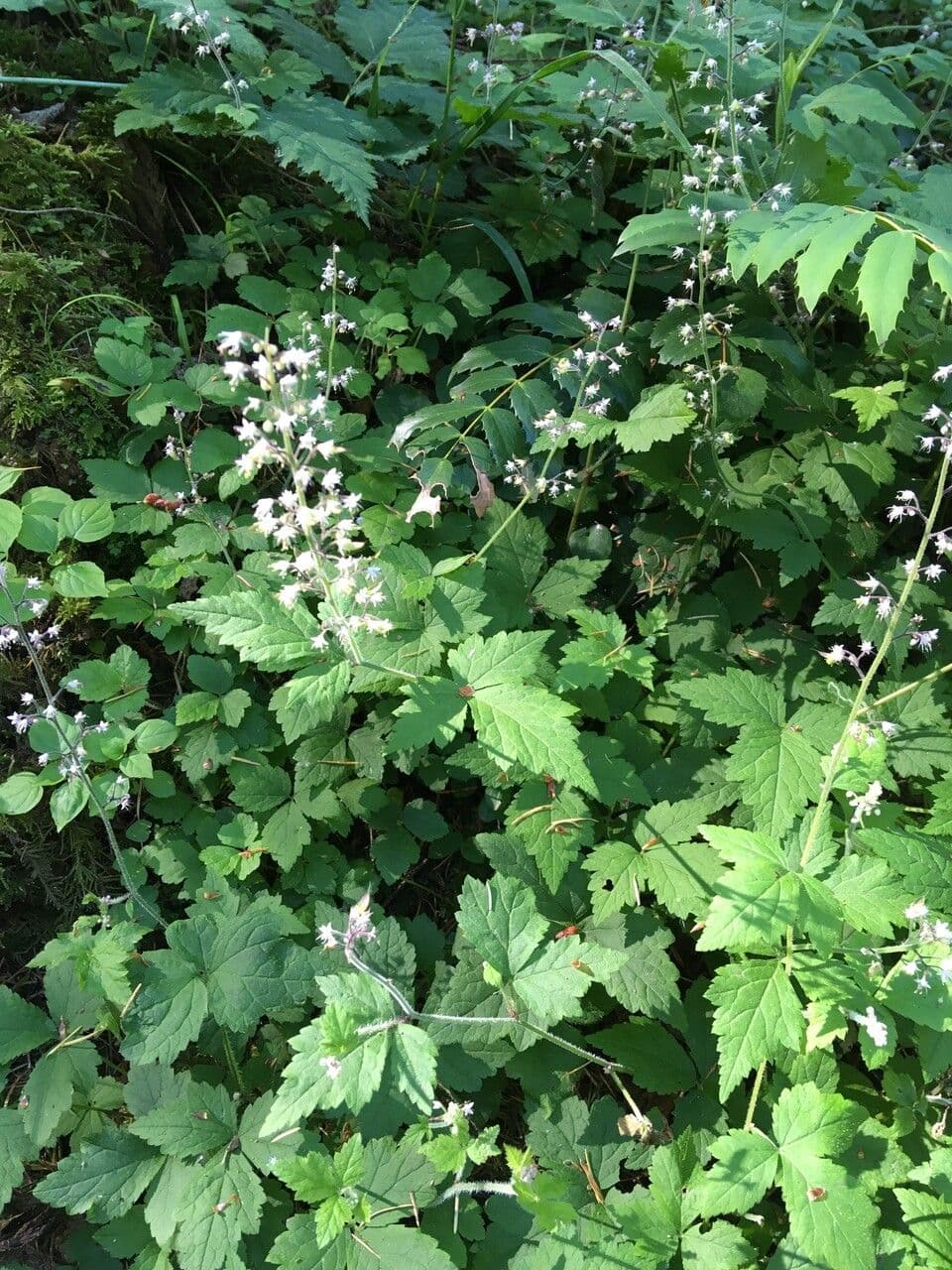Tiarella trifoliata 2