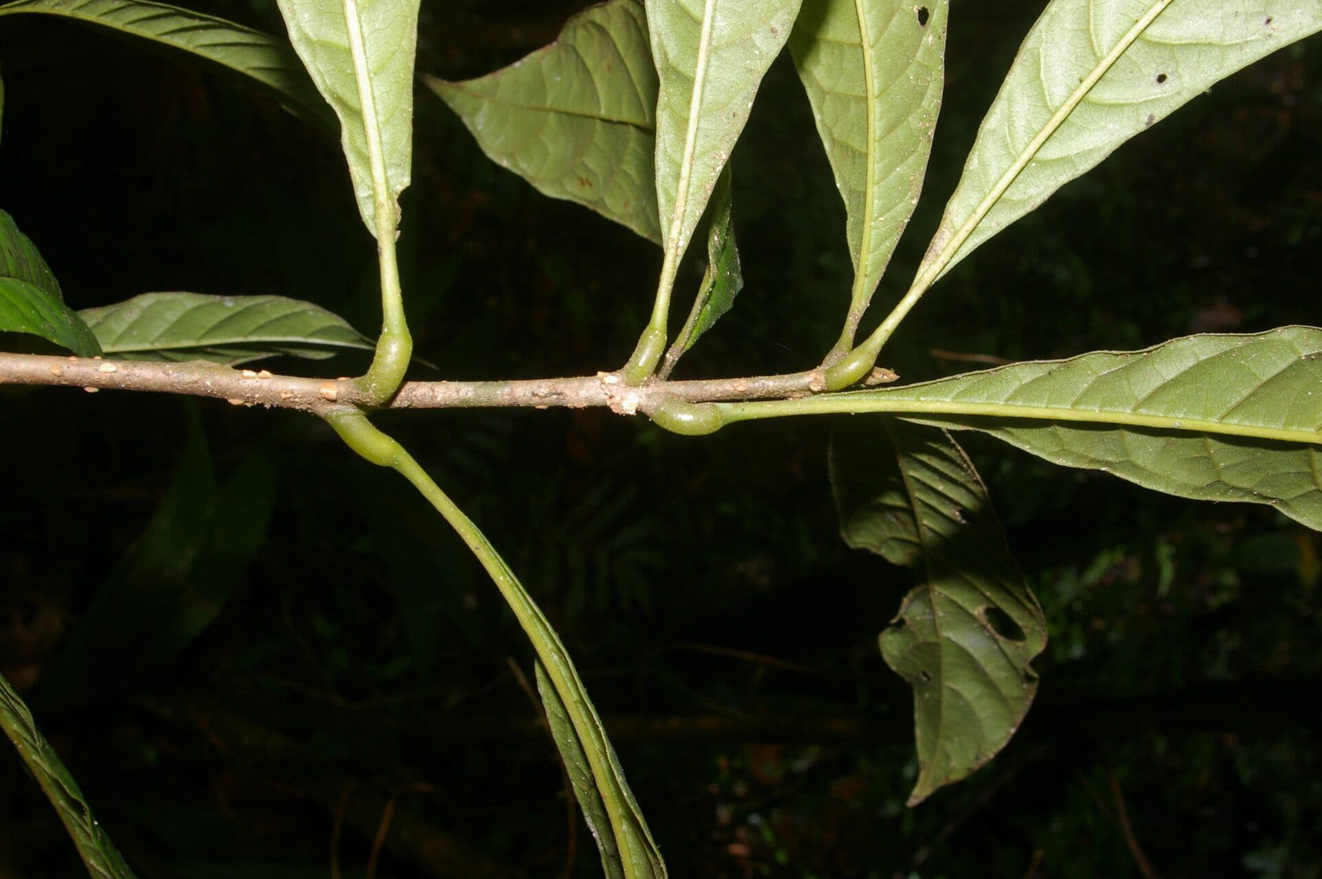 Meliosma 15
