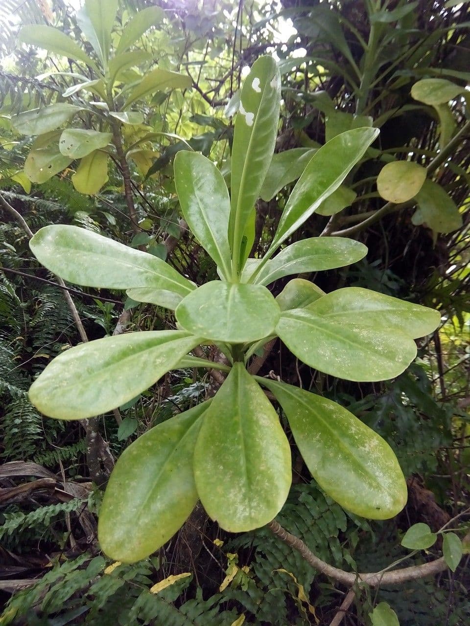 Scaevola taccada 27
