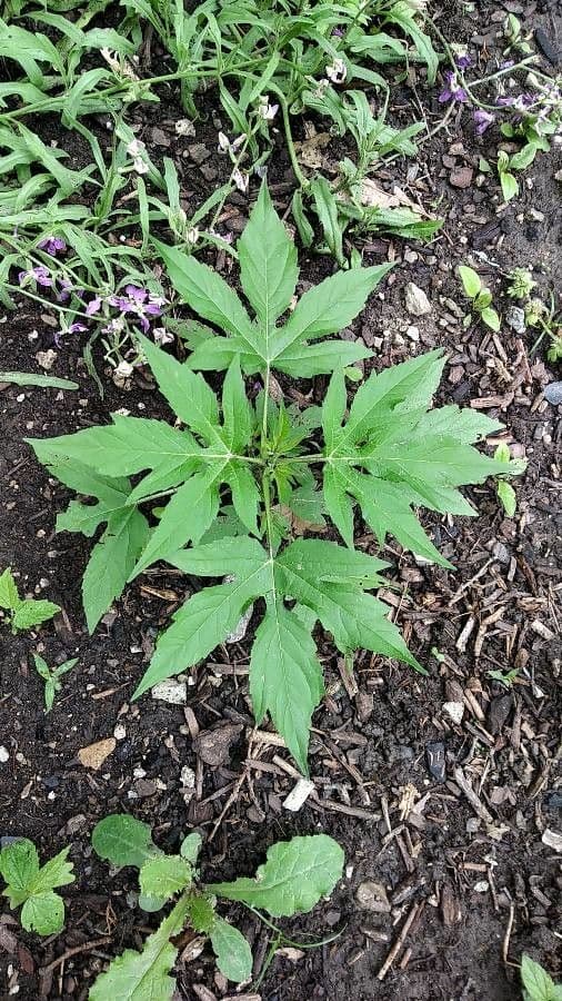 Ambrosia trifida 20