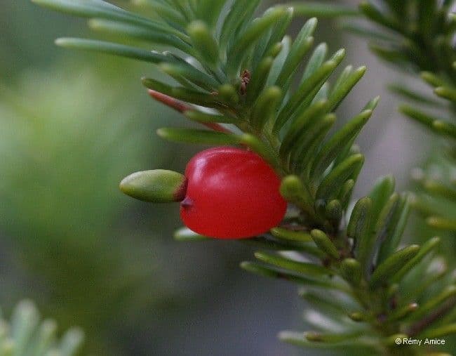 Podocarpus 3