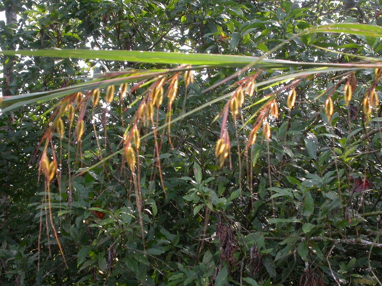 Themeda 6