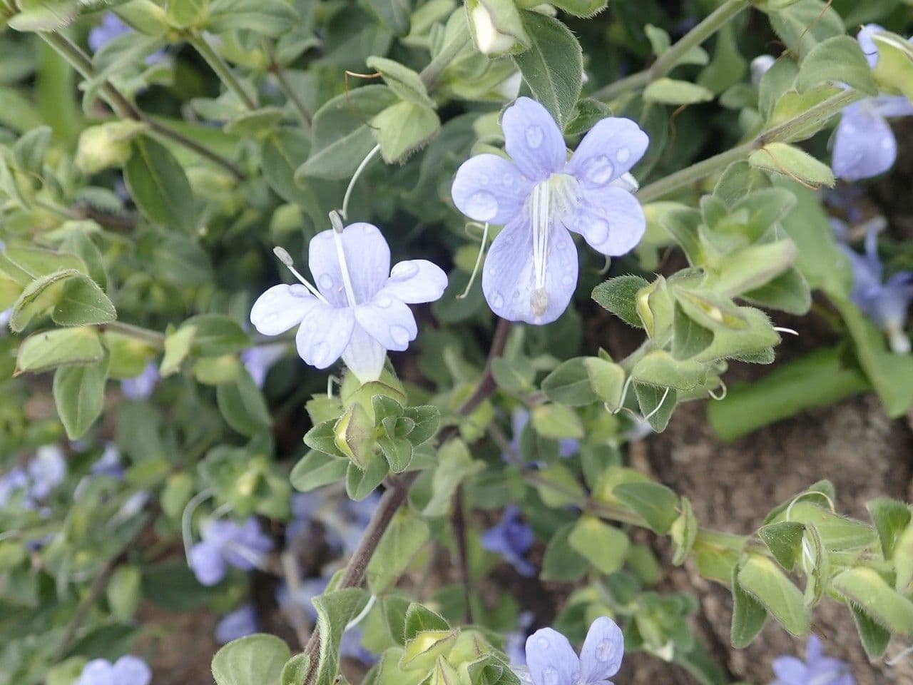 Barleria 6