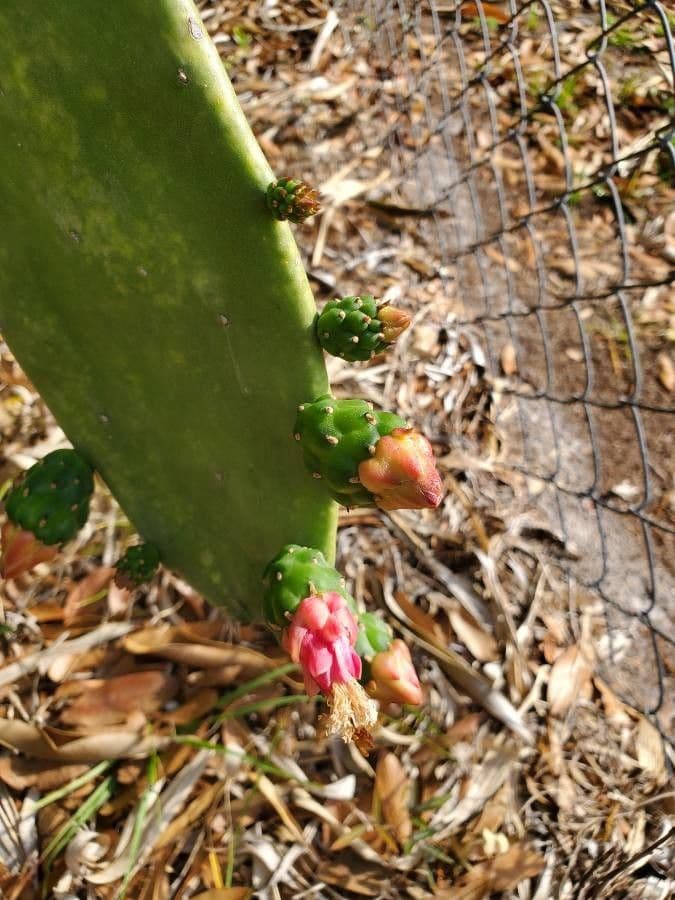 Opuntia a tre spine 6