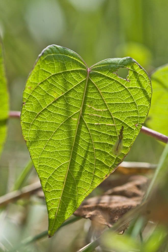 Ipomoea pandurata 13