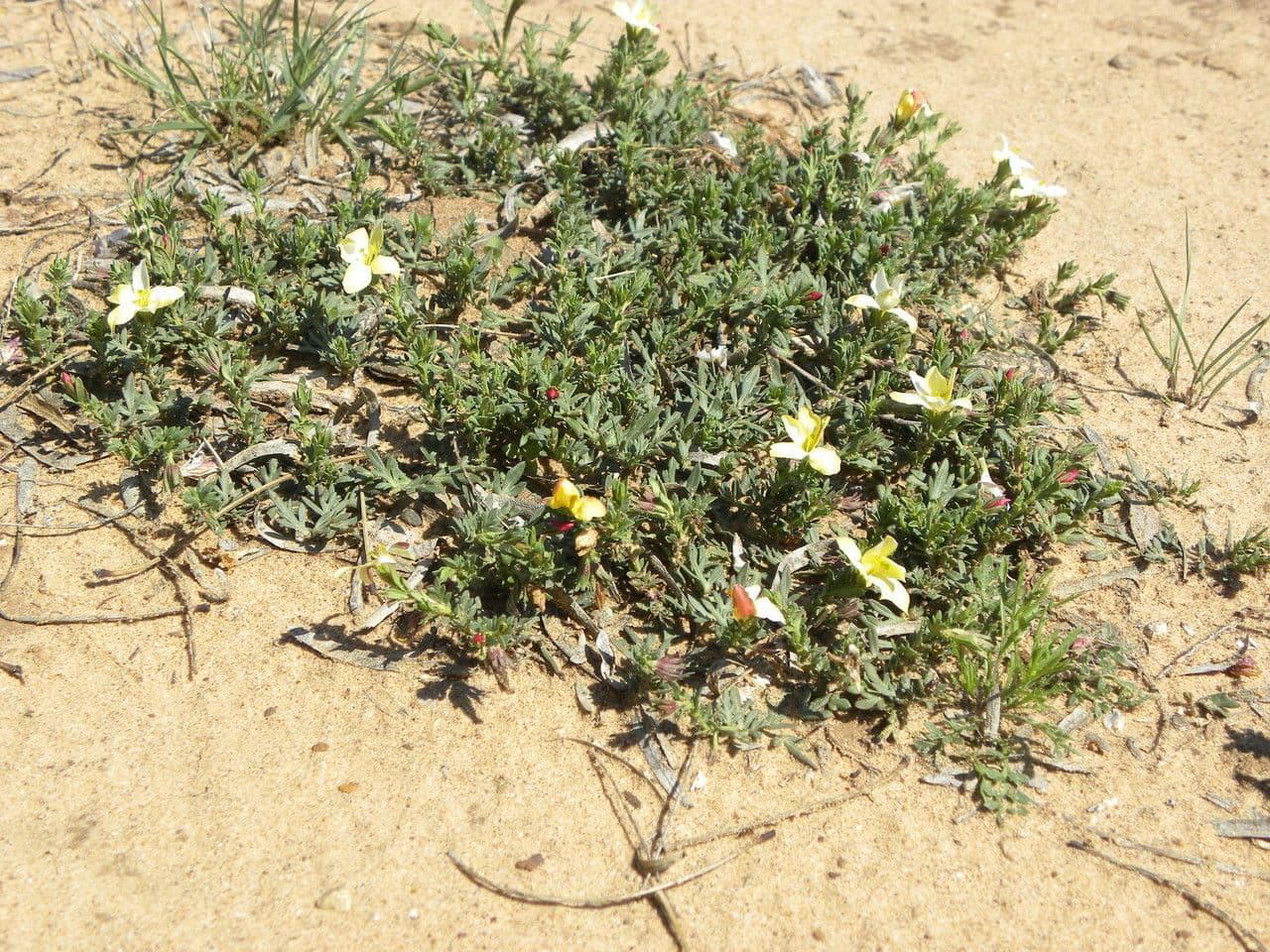 Menodora 8