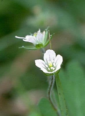 Géranium de Homean 2