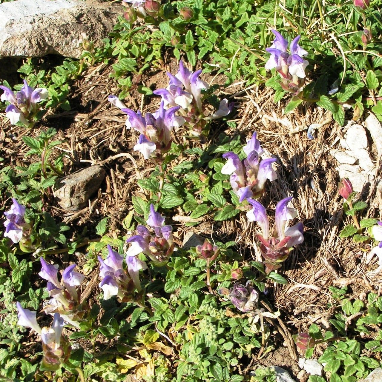 Tarczyca alpejska 11