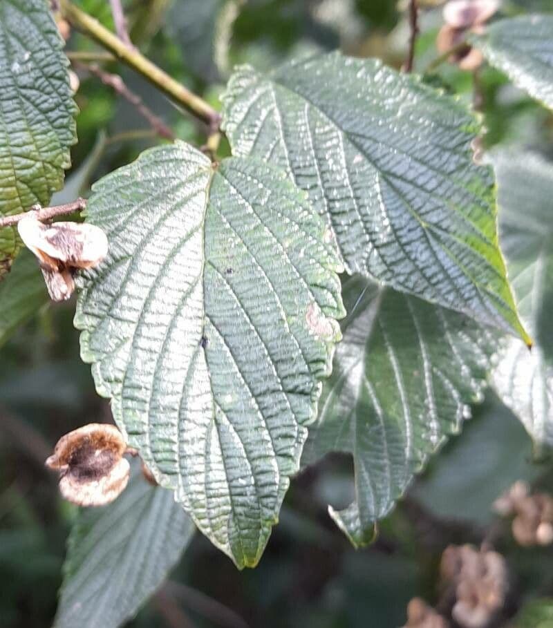 Gouania ulmifolia 2