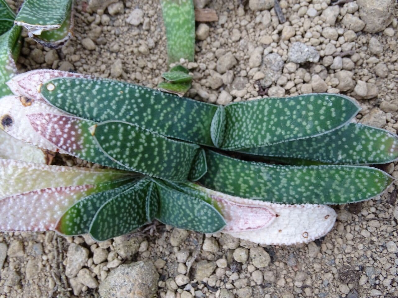 Gasteria 2