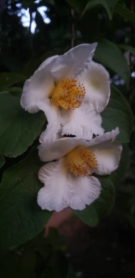 Fried-egg tree 7
